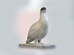 GROUSE