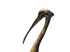SPOONBILL