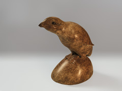 Auk